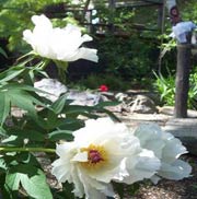 Best fall color views and the garden